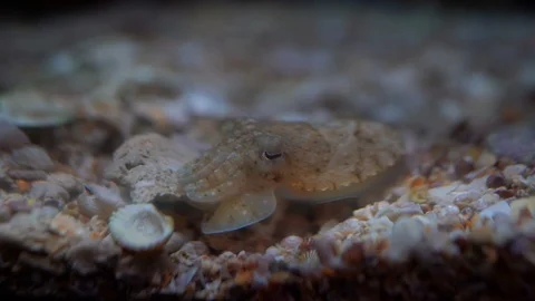 Small squid sleeping on sand ground undersea  库存影片 121683515