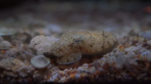 Small squid sleeping on sand ground undersea  Stock Footage 121683562