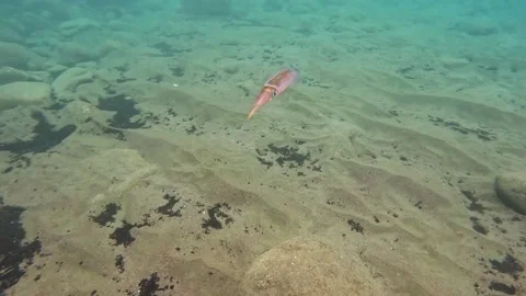 Small squid swimming gently Stock Footage 323197581
