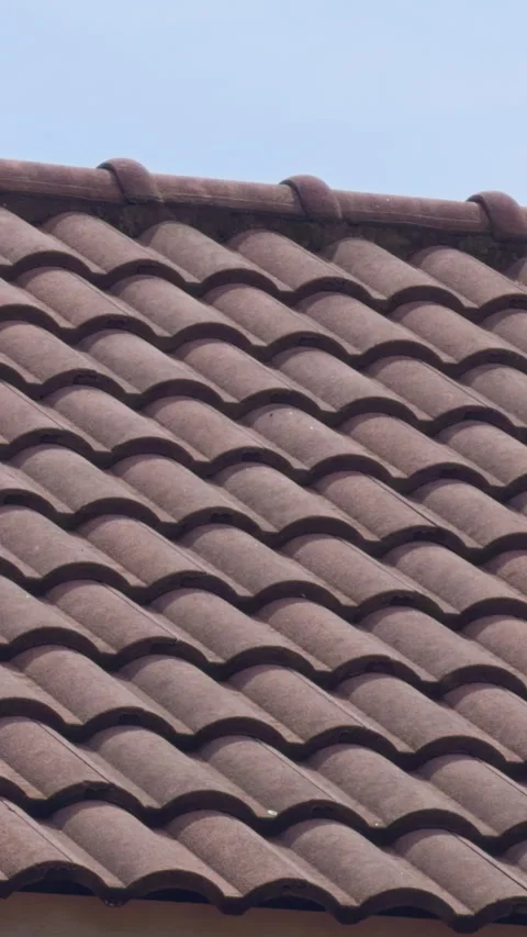 Small Squirrel and Bird on Tiled Roof under Bright Daylight, Captured from Stock Footage 319492209