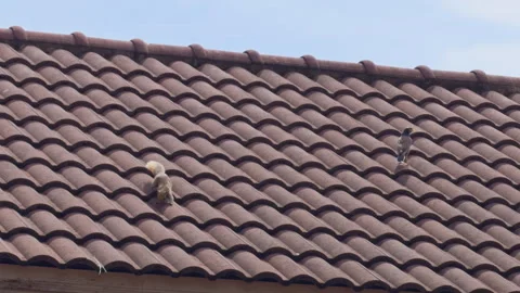 Small Squirrel and Bird on Tiled Roof under Bright Daylight, Captured from Stock Footage 319493042