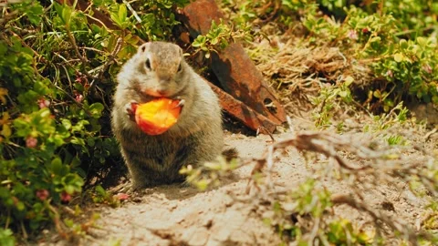 A small squirrel appears to savor a bright orange object while standing amidst Vídeos de archivo 312464643