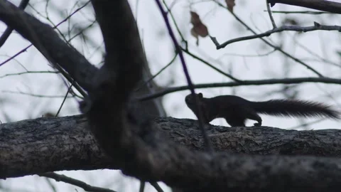 Small Squirrel Climbing Up Tree Trunk Stock Footage 328274603