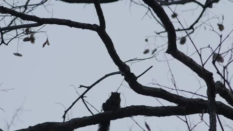 Small Squirrel Climbing Up Tree Trunk Stock Footage 328274606