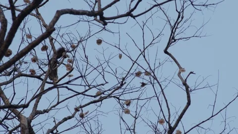 Small Squirrel Climbing Up Tree Trunk Stock Footage 328274609