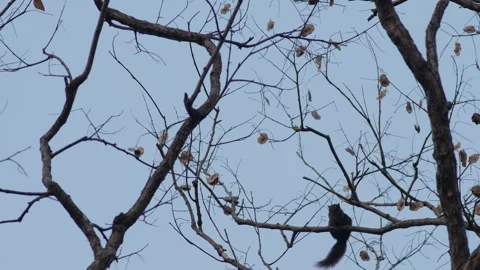 Small Squirrel Climbing Up Tree Trunk Stock Footage 329484149