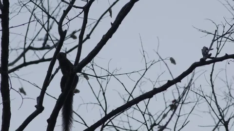 Small Squirrel Climbing Up Tree Trunk Stock Footage 329484199