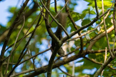 Small squirrel clings to tangled tree branches Stock Photos