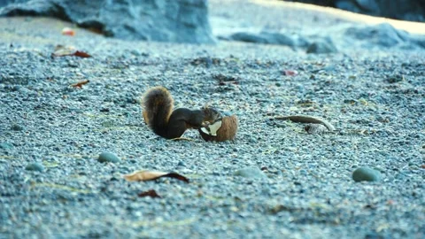 Small squirrel eating a piece of coconut on rocky beach Video stock 338154302
