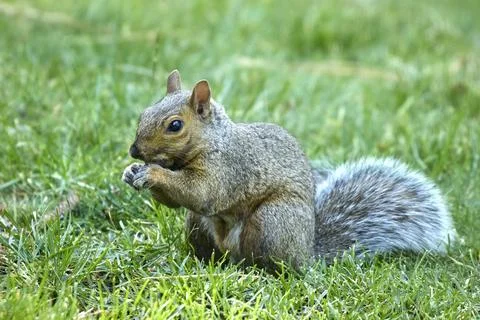Small squirrel eating a seed. Stock Photos