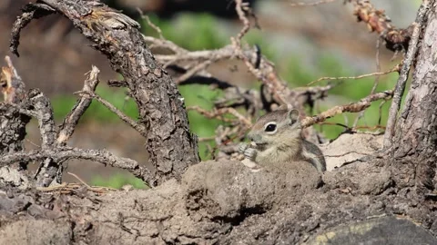 A small squirrel eats near a tree root. Vídeo Stock 345546723