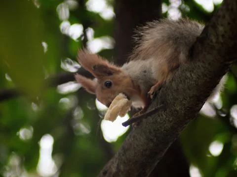 A small squirrel eats a piece of bread and sits on a tree branch Stock Photos