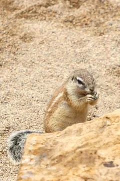 A small squirrel enjoys a meal while sitting on a sandy terrain, showcasing i Stock Photos