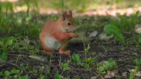 A small squirrel enjoys a seed while sitting on the ground amidst green foliage 動画素材 312270563