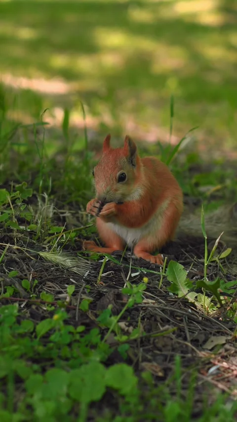 A small squirrel enjoys a snack while sitting on the ground surrounded by lush Stockbeeldmateriaal 312269089