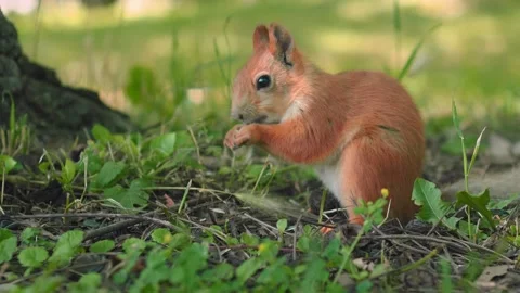 A small squirrel explores the green grass and seeks food among the bushes in a Video stock 312271484