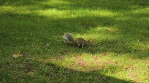 A small squirrel forages around the base of an oak tree for acorns. Stock Footage 346245448