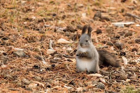 A small squirrel on the ground covered with pine needles holds food in its pa Stock Photos