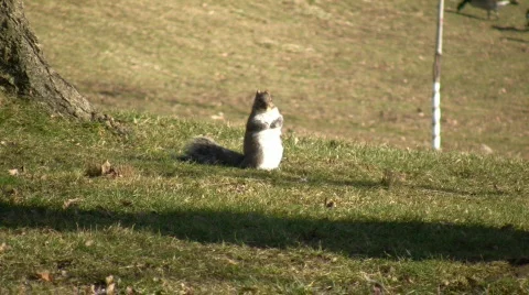A small squirrel is up on it's hind feet (High Definition) Stock Footage 69834