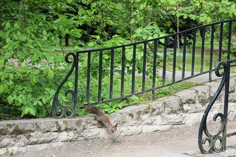 A small squirrel jumps down from a stone wall near a black metal fence Stock Photos