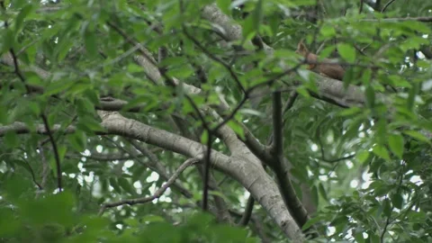 Small squirrel jumps from a tree to the other in the forest Video stock 164681507