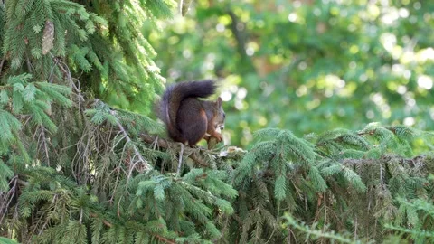Small squirrel with a large fluffy tail eats a cone holding it in its paws Stock Footage 198006235