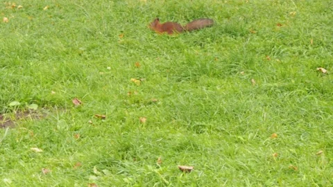 A small squirrel, looking for something in the green grass Stock Footage 142222049