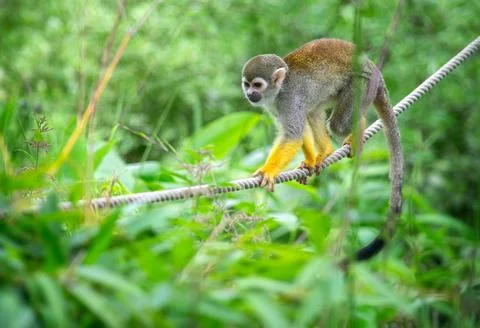 Small squirrel monkey climbing on a rope Stock Photos