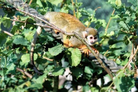 A small Squirrel monkey sits on a rope between the leaves Stock Photos