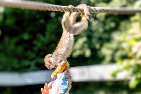 A small Squirrel monkey sits on a rope and reaches for a paper bag from a hum Stock Photos