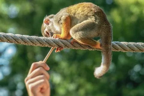 A small Squirrel monkey sits on a rope and reaches for a wooden handle from a Stock Photos