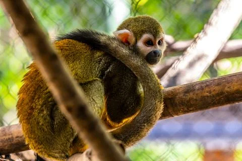 A small Squirrel Monkey in Tucson, Arizona Stock Photos