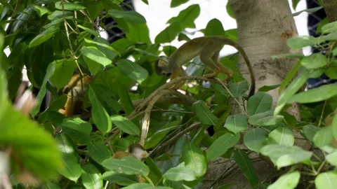 Small squirrel monkeys actively climbing and playing within the lush green Stock Footage 338372078