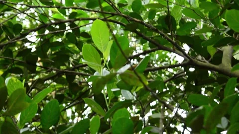 Small Squirrel Moving Agand Climbing On Tree Branches Stock Footage 344798368