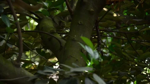 Small Squirrel Moving Agand Climbing On Tree Branches Stock Footage 344800020