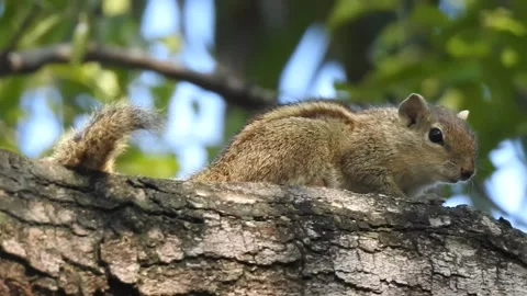 Small squirrel at neem park. handheld with audio Stock Footage 230634007