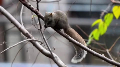 A small squirrel perched on a tree branch in a natural setting Vídeos de archivo 335248000