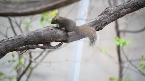 A small squirrel perched on a tree branch in a natural outdoor setting 库存影片 335249179