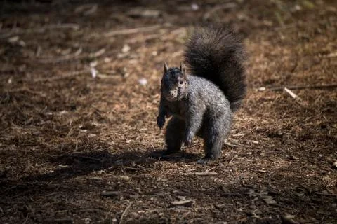 Small squirrel posing for portrait Stock Photos