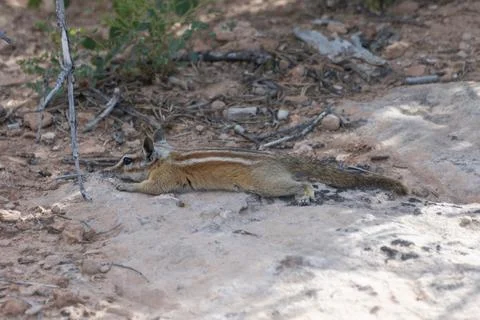 Small squirrel resting on warm ground in a sunlit desert landscape during t.. Stock Photos