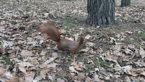 A small squirrel runs on yellowed old leaves, runs in small runs in the forest. 動画素材 259159825