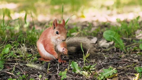 A small squirrel sits on the ground in a vibrant green park, nibbling on a seed Stock Footage 316310585