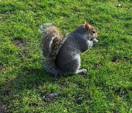Small squirrel sitting and eating in grass Stock Photos
