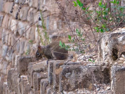 A small squirrel sitting on the side wall of Gubeikou part of Great Wall of.. Stock Photos