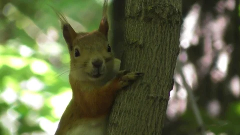 Small squirrel sitting on a thin tree close up Stock-Footage 118685763