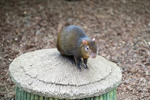 Small squirrel sitting on a tree stump in nature Stock Photos