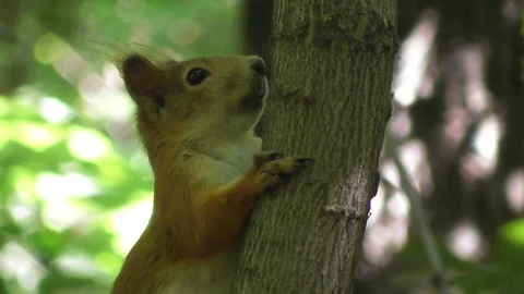 Small squirrel sitting on the trunk of a thin tree close up Video stock 118685762