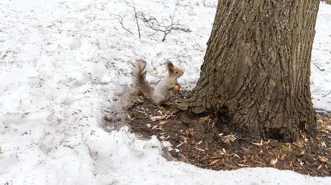 A small squirrel in a winter coat sits near a tree in the forest Stock Photos