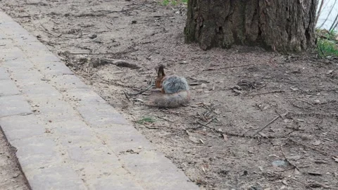Small squirrel in winter fur runs on the ground and looks for food Stock Footage 193563857