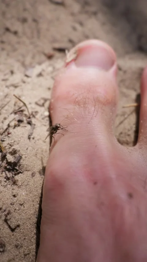 Small Stable Fly Resting on Bare Human Foot Outdoors on Sandy Ground Stock Footage 342184234